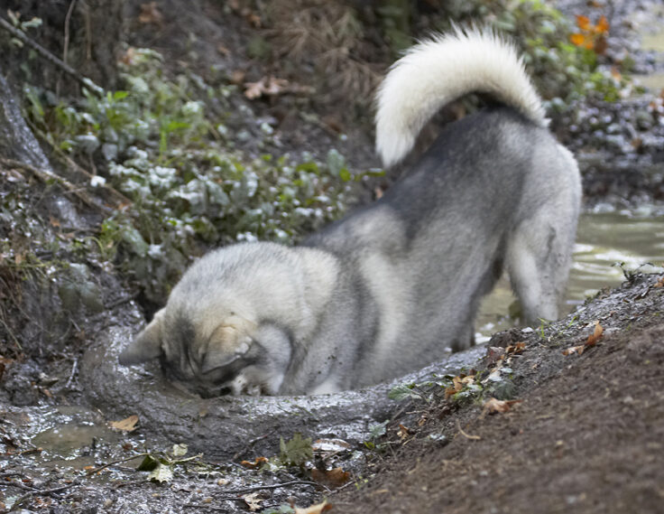 Dog, Dogs, Husky, Play, Playing, Playtime, Reeba, Run, Running