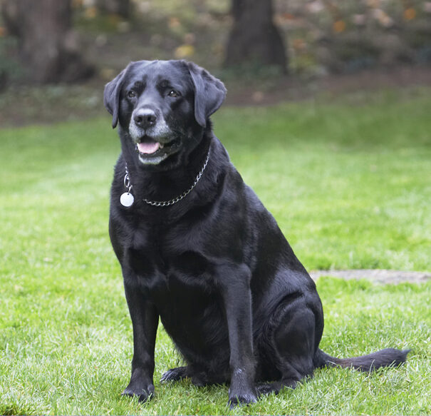 Cole, Dog, Dogs, Labrador, Labradors, Sitting, Tongue