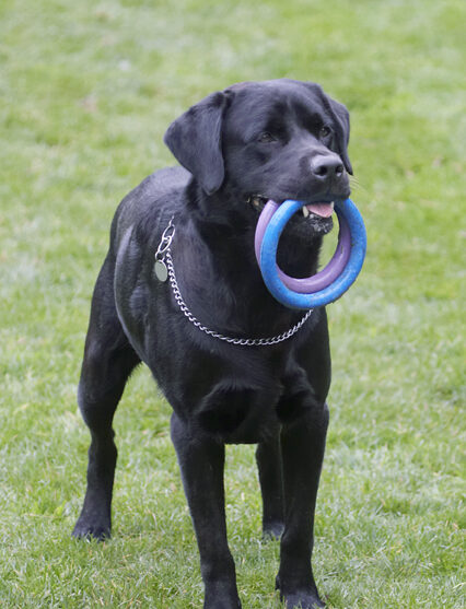Dog, Dogs, Labrador, Otis, Play, Playing, Playtime, Run, Running