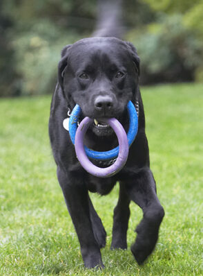 Dog, Dogs, Labrador, Otis, Play, Playing, Playtime, Run, Running