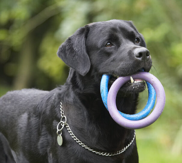 Dog, Dogs, Labrador, Otis, Play, Playing, Playtime, Run, Running