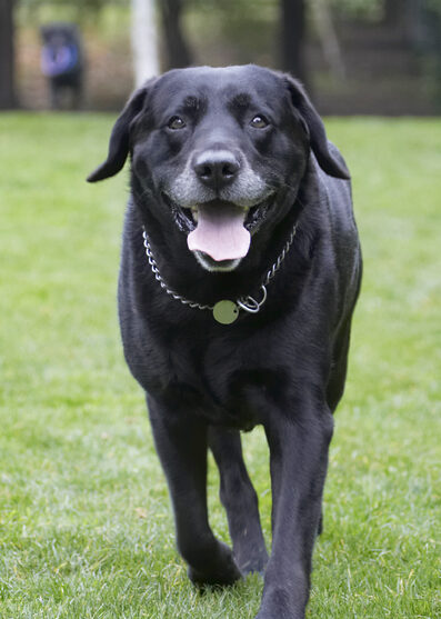 Cole, Dog, Dogs, Labrador, Play, Run, Running, Tongue