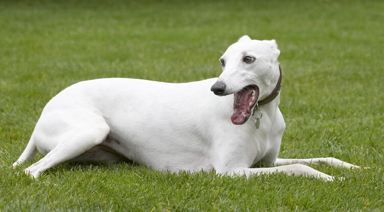 Dog, Dogs, Lying, Mabel, Play, Playing, Playtime, Whippet