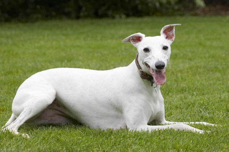 Dog, Dogs, Lying, Mabel, Play, Playing, Playtime, Tongue, Whippet