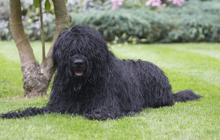 Briard, Dog, Dogs, Lying, Mortimer, Morty, Play, Playing, Playtime