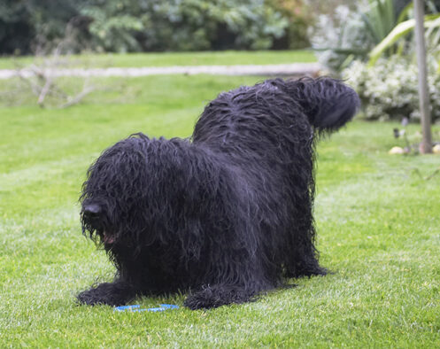 Briard, Dog, Dogs, Mortimer, Morty, Play, Playing, Playtime