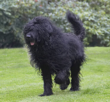 Briard, Dog, Dogs, Mortimer, Morty, Play, Playing, Playtime, Run, Running, Tongue