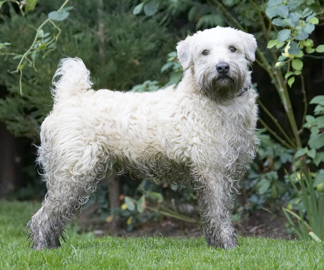 Dog, Dogs, Edward, Terriers, Wheaten Terrier