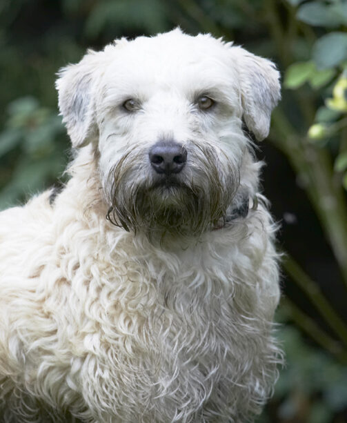 Dog, Dogs, Edward, Terriers, Wheaten Terrier