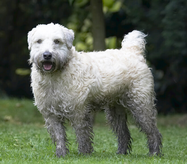 Dog, Dogs, Edward, Terriers, Tongue, Wheaten Terrier