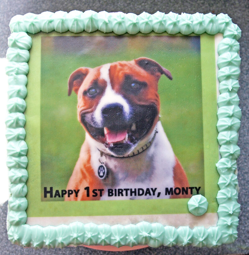 Birthday, Birthday cake, cake, Monty, Staffie, Staffies, Staffordshire Bull Terrier, Terriers