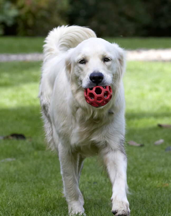 Dog, Dogs, Golden Retriever, Play, Playing, Playtime, Tia