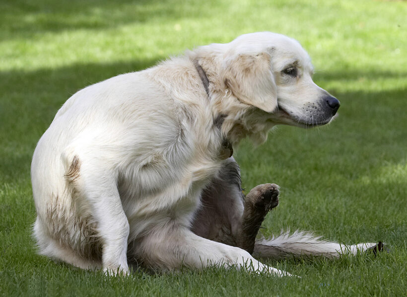 Dog, Dogs, Golden Retriever, Play, Playing, Playtime, Scratch, Scratching, Tia
