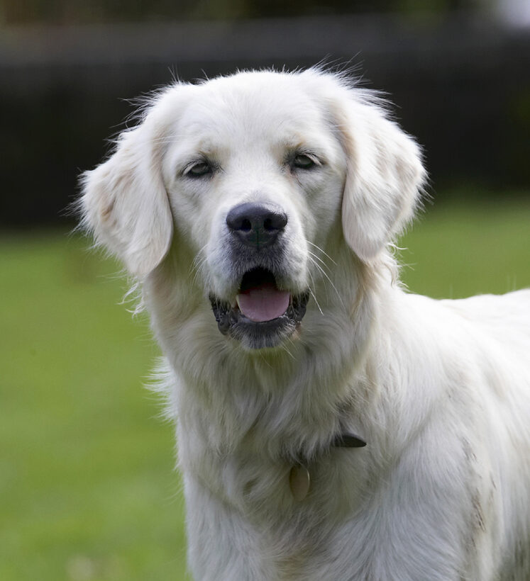 Dog, Dogs, Golden Retriever, Play, Playing, Playtime, Tia, Tongue