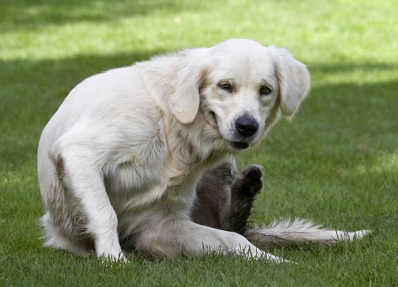 Dog, Dogs, Golden Retriever, Play, Playing, Playtime, Scratch, Scratching, Tia