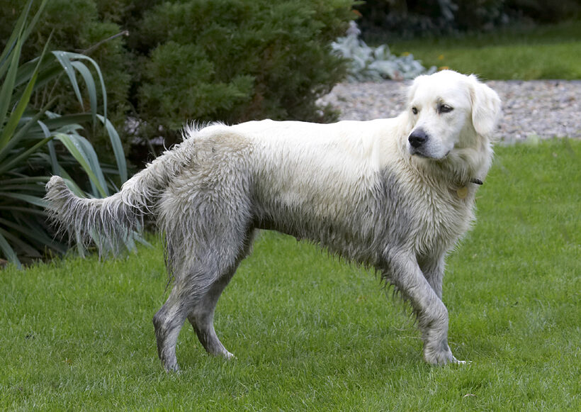 Dog, Dogs, Golden Retriever, Play, Playing, Playtime, Tia