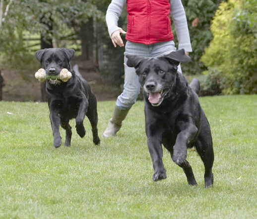 Cole, Dog, Dogs, Labrador, Otis, Play, Playing, Playtime, Run, Running, Tongue