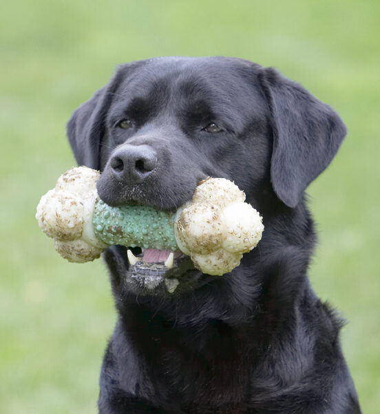Dog, Dogs, Head, Labrador, Otis, Play, Playing, Playtime