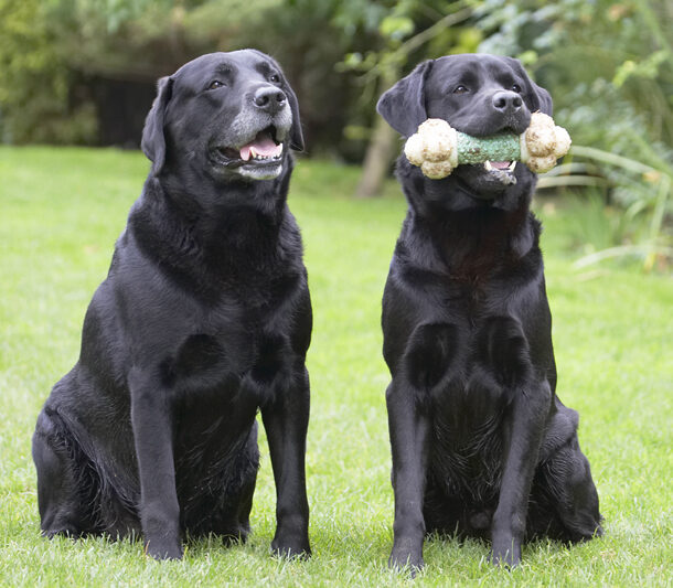 Cole, Dog, Dogs, Labrador, Otis, Play, Playing, Playtime