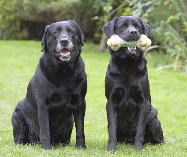 Cole, Dog, Dogs, Labrador, Otis, Play, Playing, Playtime, Sit, Sitting