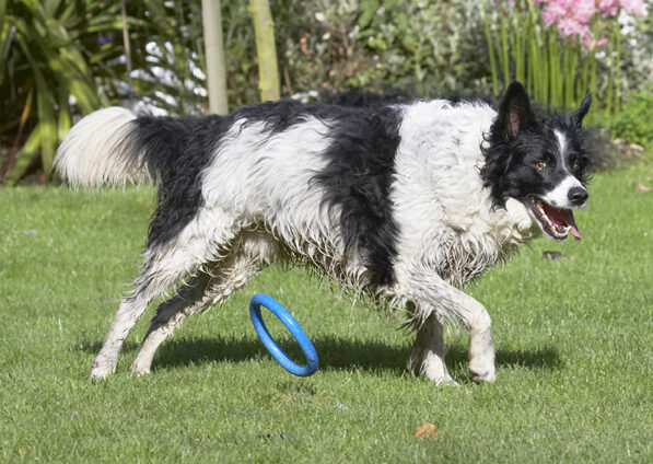 Border Collie, Collies, Dog, Dogs, Jack, Play, Playing, Playtime
