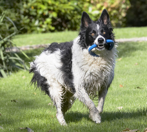 Border Collie, Collies, Dog, Dogs, Jack, Play, Playing, Playtime