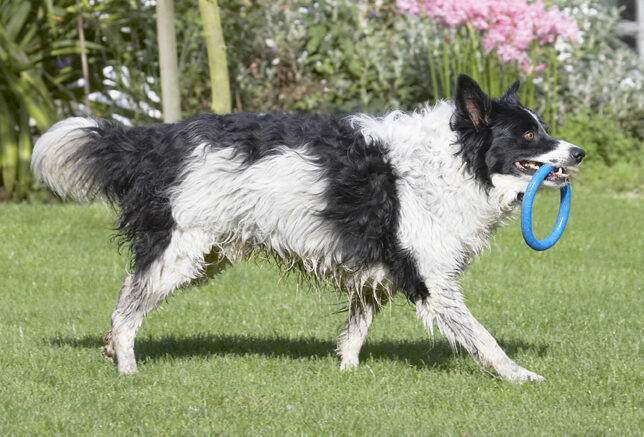 Border Collie, Collies, Dog, Dogs, Jack, Play, Playing, Playtime