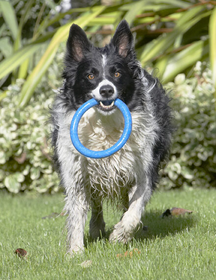 Border Collie, Collies, Dog, Dogs, Jack, Play, Playing, Playtime