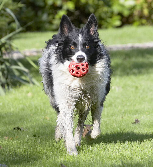 Border Collie, Collies, Dog, Dogs, Jack, Play, Playing, Playtime