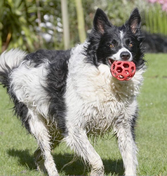 Border Collie, Collies, Dog, Dogs, Jack, Play, Playing, Playtime