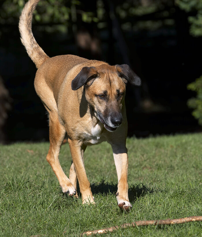 Dog, Dogs, German Shepherd, Labrador, Play, Playing, Playtime, Savannah, Stick