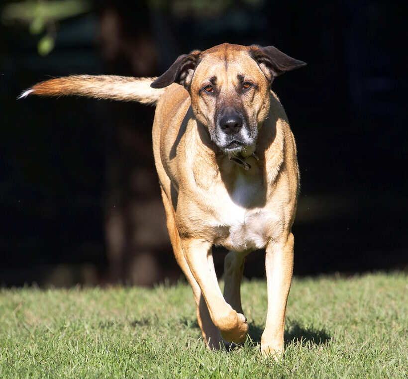 Dog, Dogs, German Shepherd, Labrador, Play, Playing, Playtime, Run, Running, Savannah