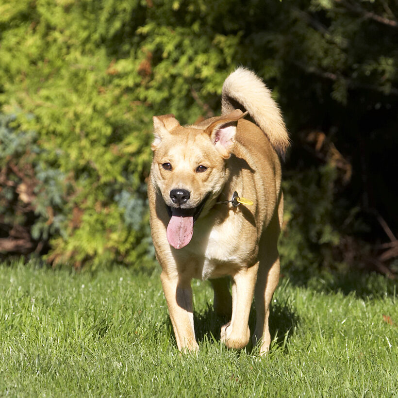 Critter, Dog, Dogs, German Shepherd, Labrador, Play, Playing, Playtime, Run, Running, Tongue