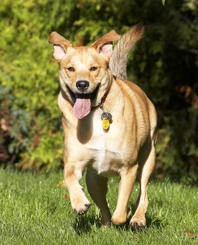 Critter, Dog, Dogs, German Shepherd, Labrador, Play, Playing, Playtime, Run, Running, Tongue