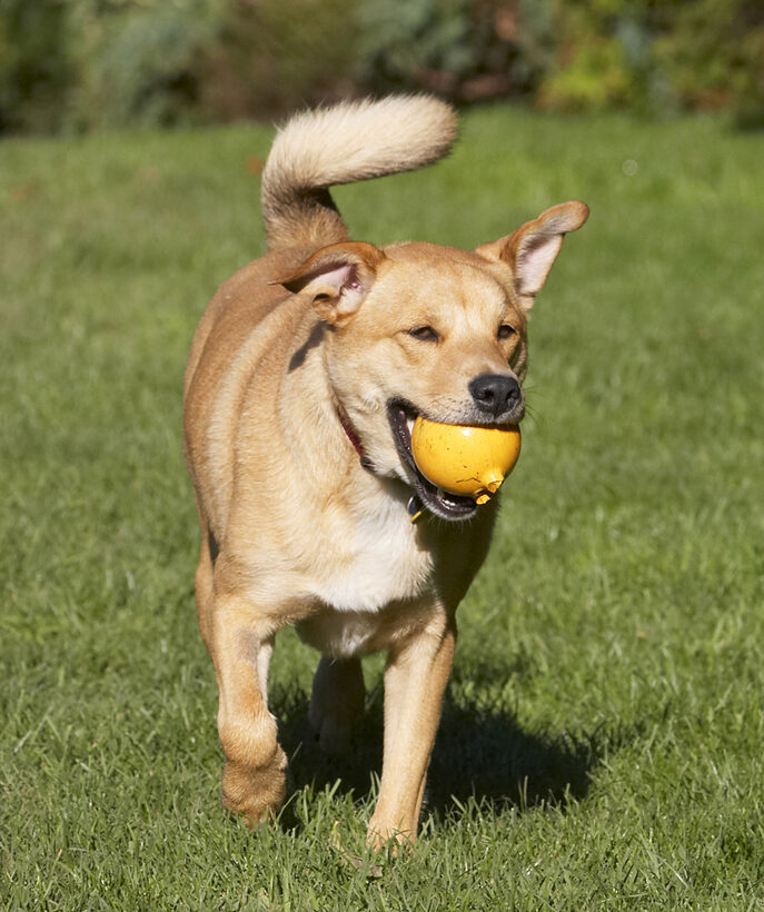 Ball, Critter, Dog, Dogs, German Shepherd, Labrador, Play, Playing, Playtime, Run, Running
