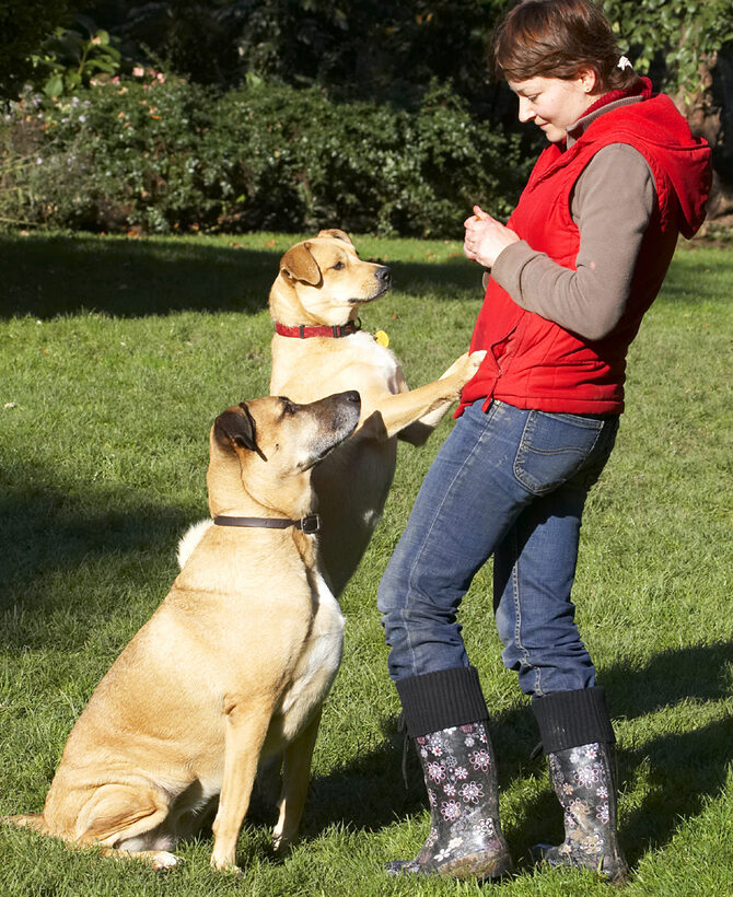 Aga, Cookie, Critter, Dog, Dogs, German Shepherd, Labrador, Play, Playing, Playtime, Savannah