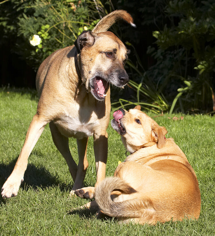 Best, Critter, Dog, Dogs, Friends, German Shepherd, Labrador, Play, Playing, Playtime, Savannah, Tongue