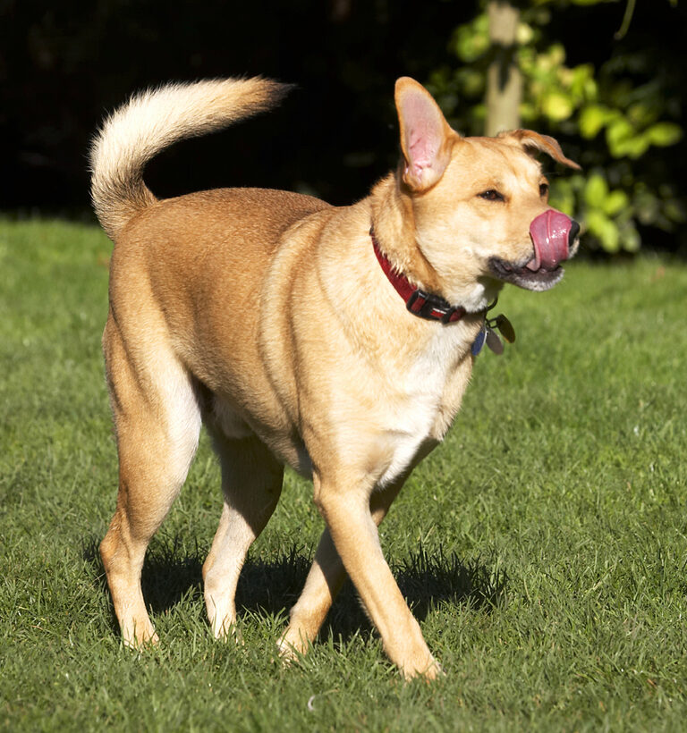 Critter, Dog, Dogs, German Shepherd, Labrador, Play, Playing, Playtime, Tongue