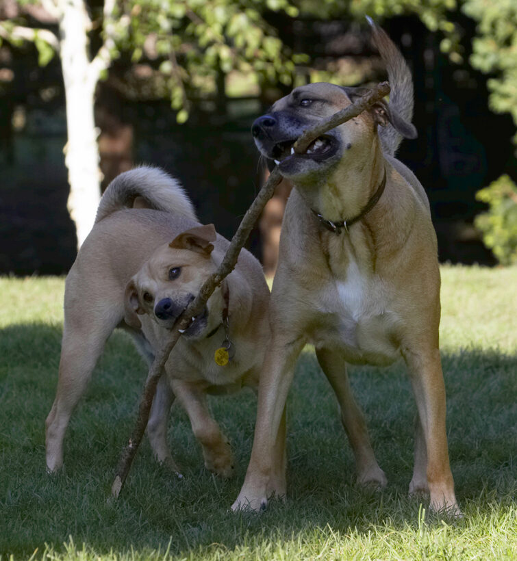 Critter, Dog, Dogs, German Shepherd, Labrador, Play, Playing, Playtime, Savannah, Stick, Tug-o-war