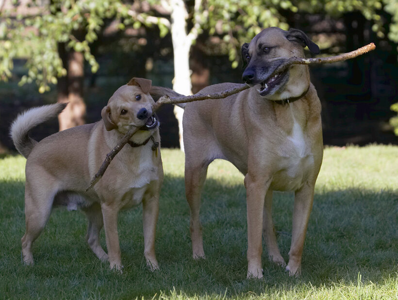 Critter, Dog, Dogs, German Shepherd, Labrador, Play, Playing, Playtime, Savannah, Stick, Tug-o-war