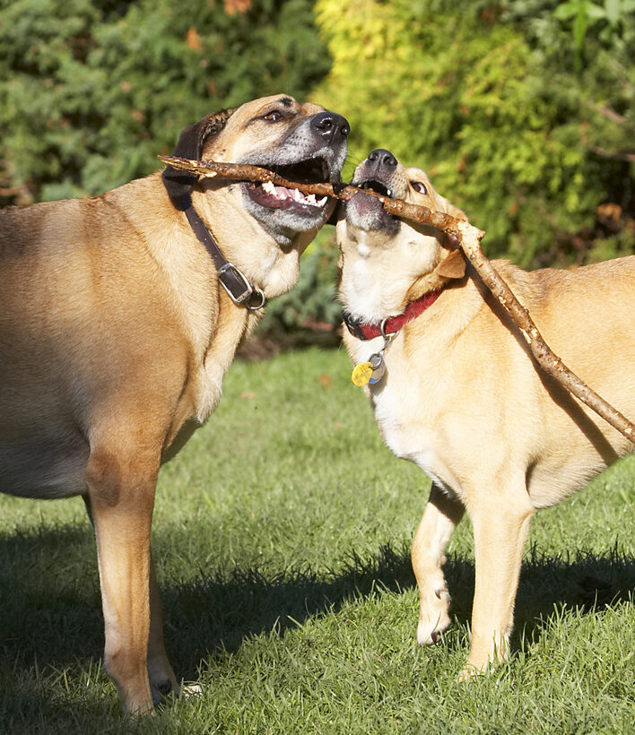 Best, Critter, Dog, Dogs, Friends, German Shepherd, Labrador, Play, Playing, Playtime, Savannah, Stick, Tug-o-war