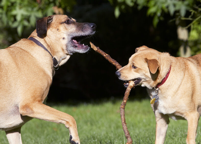 Critter, Dog, Dogs, German Shepherd, Labrador, Play, Playing, Playtime, Savannah, Stick