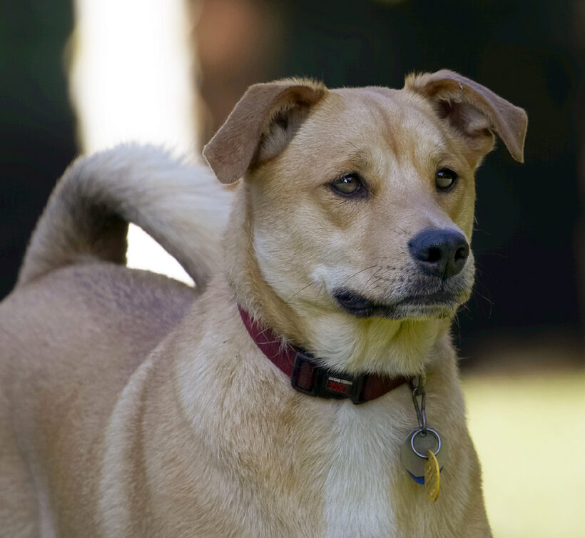 Critter, Dog, Dogs, German Shepherd, Labrador, Play, Playing, Playtime