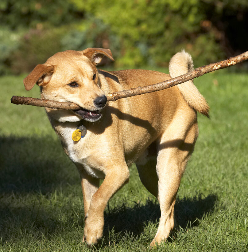 Critter, Dog, Dogs, German Shepherd, Labrador, Play, Playing, Playtime, Stick
