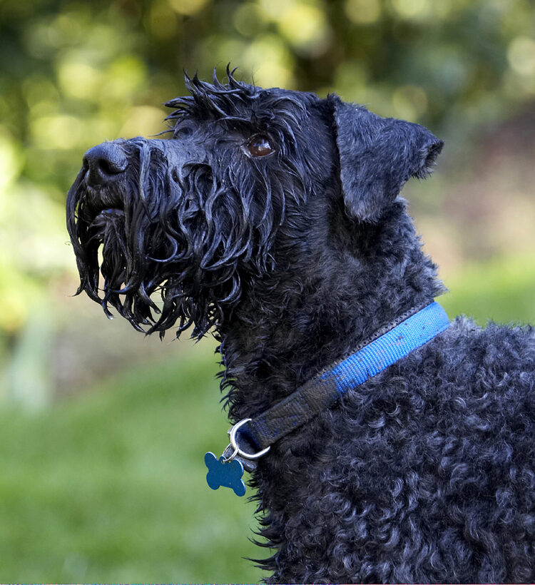 Dog, Dogs, Head, Kerry Blue Terrier, Paddy, Play, Playing, Playtime, Terriers