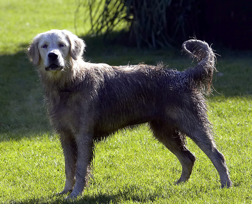 Dog, Dogs, Golden Retriever, Play, Playing, Playtime, Retrievers, Tia