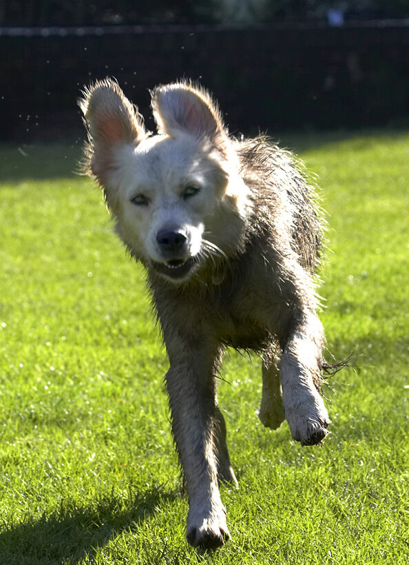 Dog, Dogs, Golden Retriever, Play, Playing, Playtime, Retrievers, Run, Running, Tia