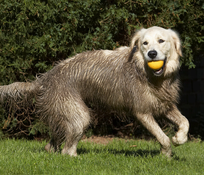 Ball, Dog, Dogs, Golden Retriever, Play, Playing, Playtime, Retrievers, Tia