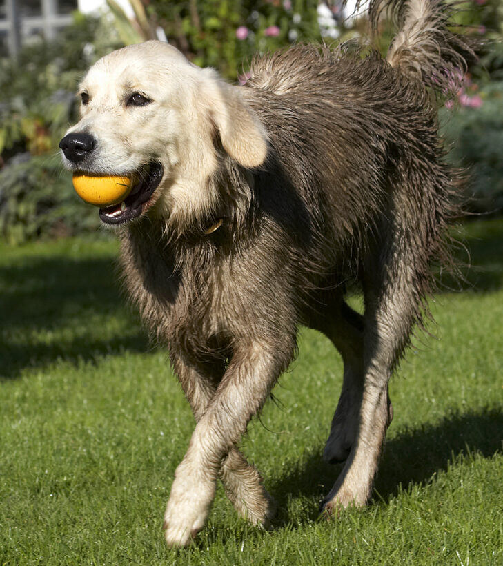 Ball, Dog, Dogs, Golden Retriever, Play, Playing, Playtime, Retrievers, Tia