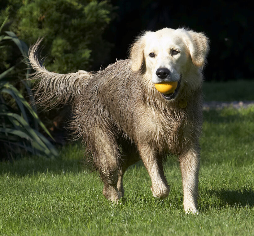 Ball, Dog, Dogs, Golden Retriever, Play, Playing, Playtime, Retrievers, Tia